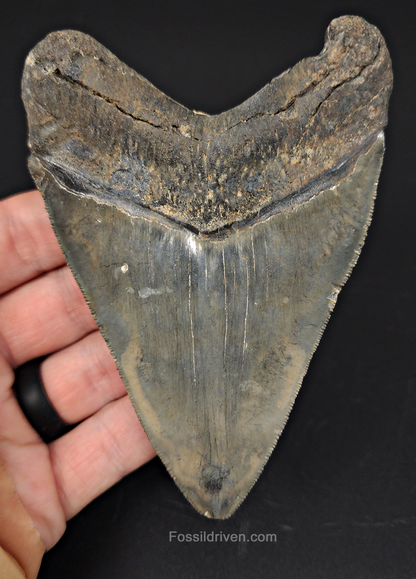 4.37" Venice Megalodon Tooth - Sharply Serrated - Authentic Fossil Shark Tooth