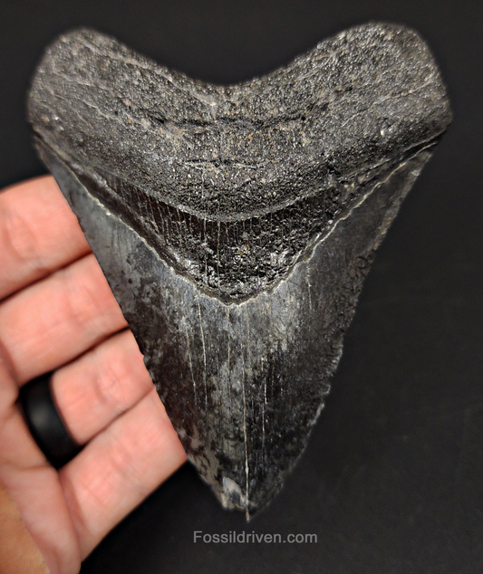 Authentic, 4.24" Fossil Megalodon Tooth - Venice, Florida