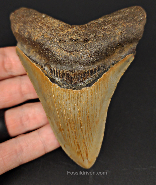 Authentic, 4.36" Fossil Megalodon Tooth - Meg Ledge