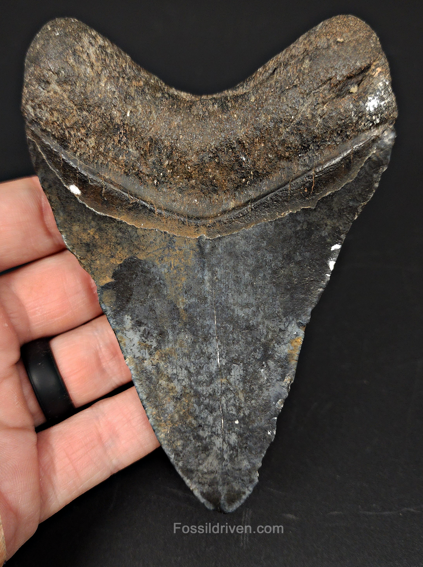 4.67" Venice Megalodon Tooth - Complete Specimen - Authentic Fossil Shark Tooth