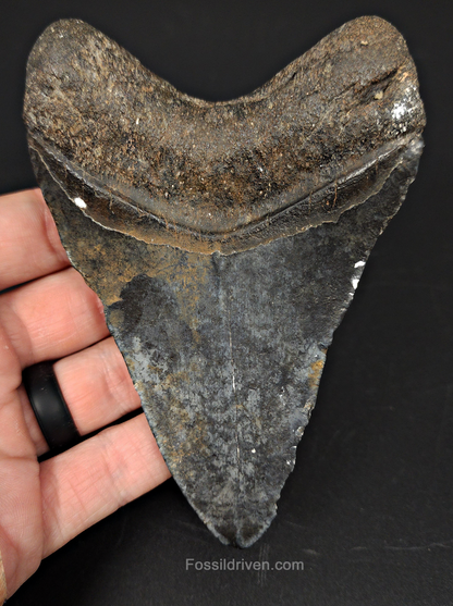 4.67" Venice Megalodon Tooth - Complete Specimen - Authentic Fossil Shark Tooth