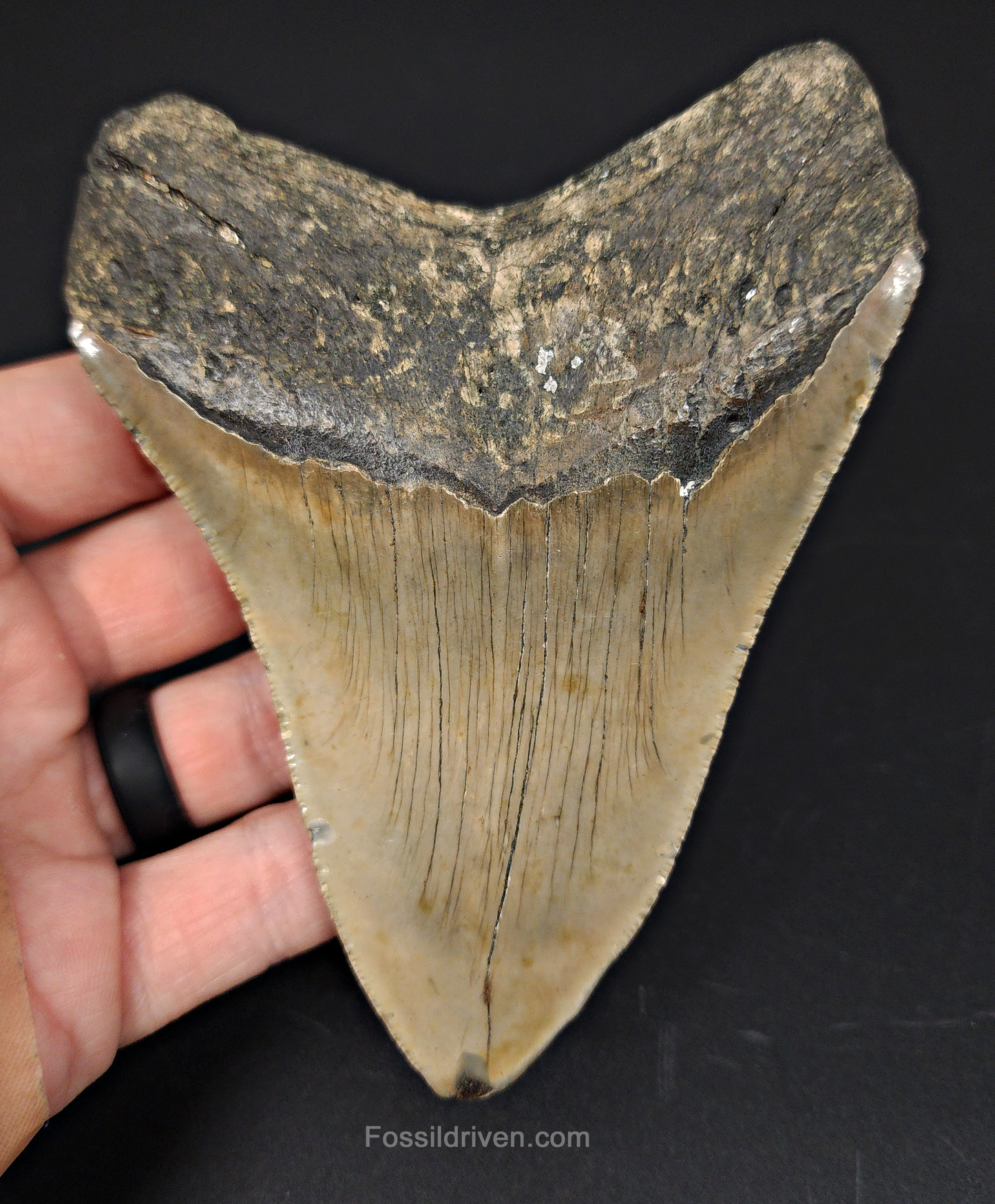 4.84" North Carolina Megalodon Tooth - Complete Specimen - Authentic Fossil Shark Tooth - Fossil Driven