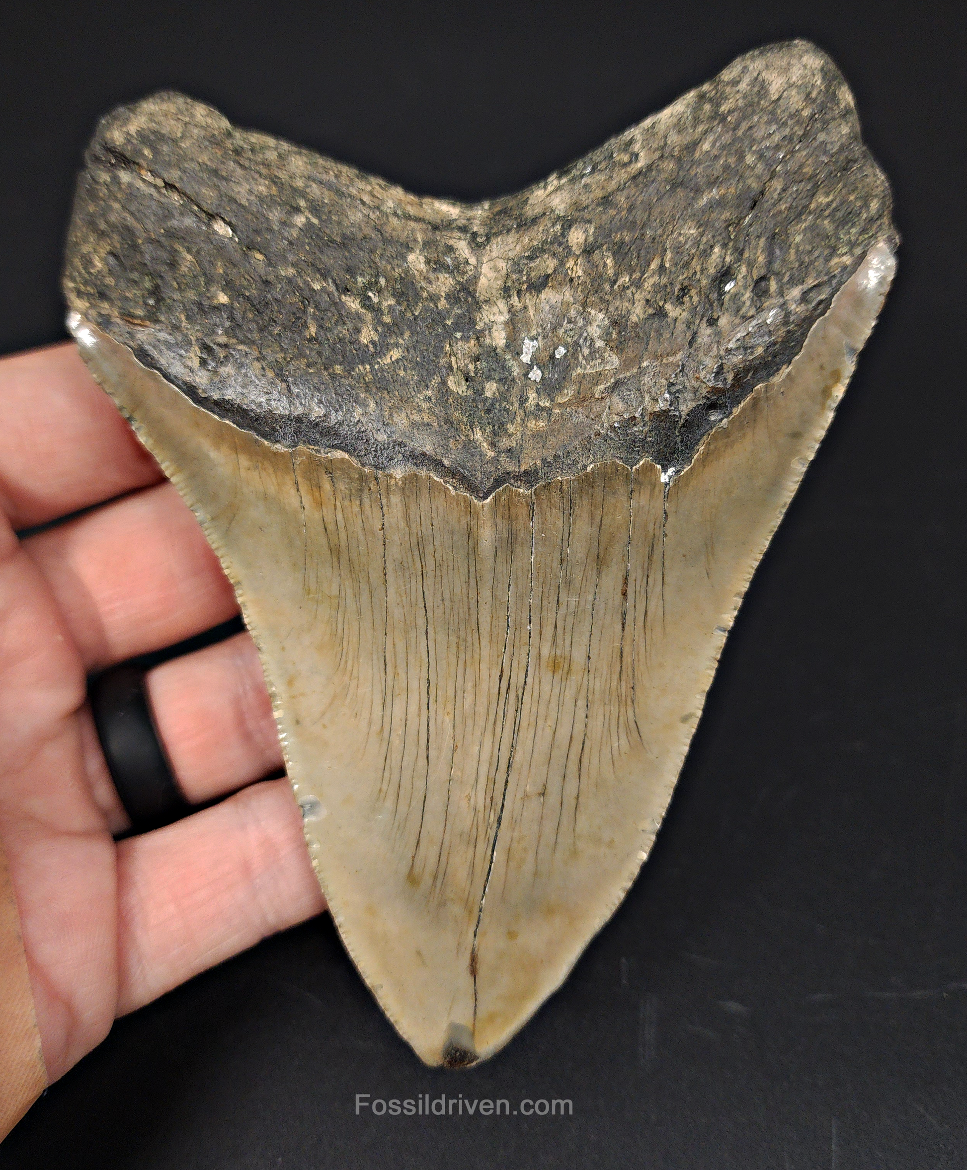 4.84" North Carolina Megalodon Tooth - Complete Specimen - Authentic Fossil Shark Tooth - Fossil Driven