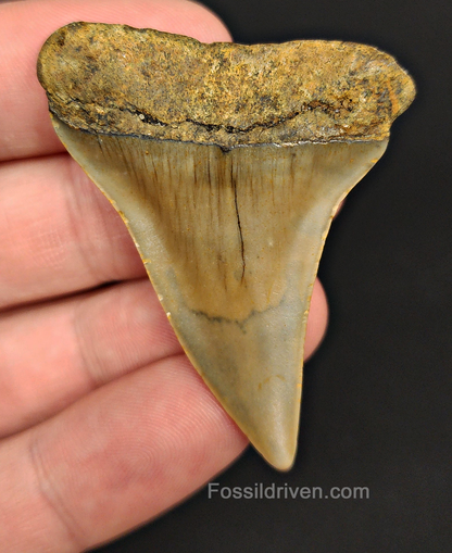 Authentic, 2.08" Fossil Mako Tooth - North Carolina