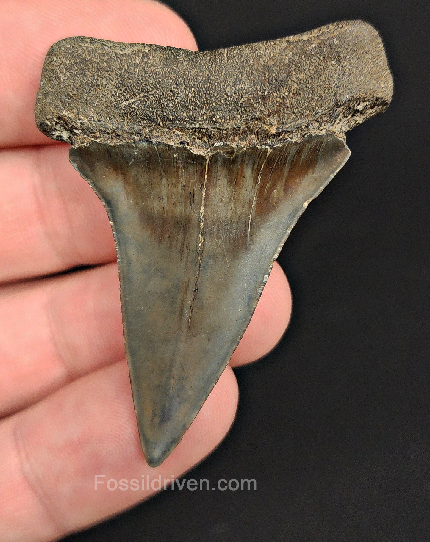 Authentic, 2.08" Fossil Mako Tooth - South Carolina