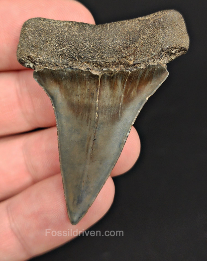 Authentic, 2.08" Fossil Mako Tooth - South Carolina