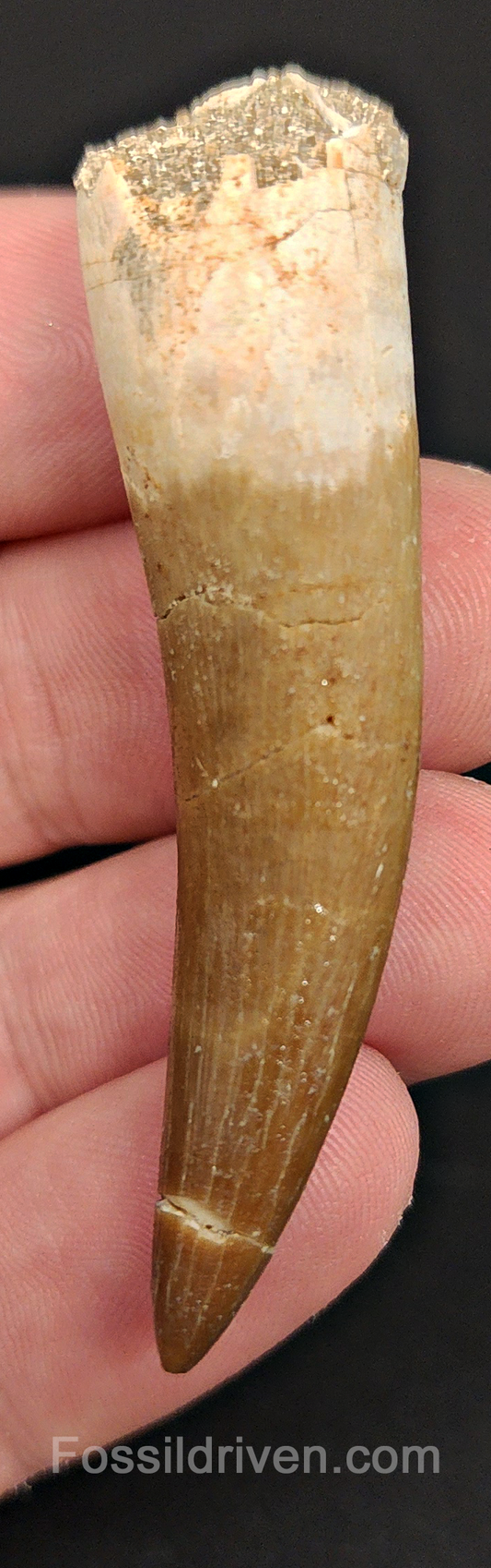 Authentic, 2.38" Plesiosaur Tooth - Morocco