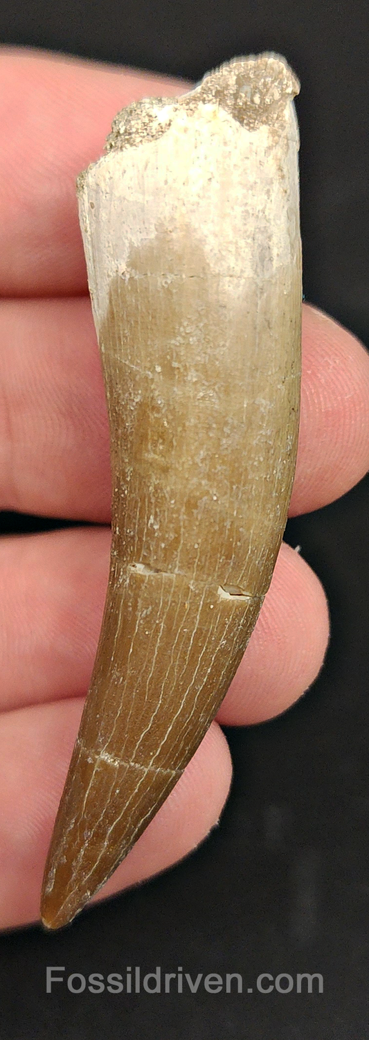 Authentic, 2.39" Plesiosaur Tooth - Morocco