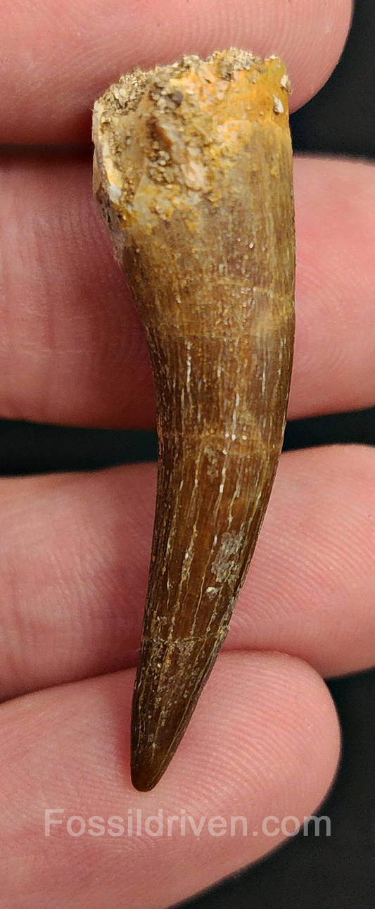 Authentic, 1.70" Plesiosaur Tooth - Morocco