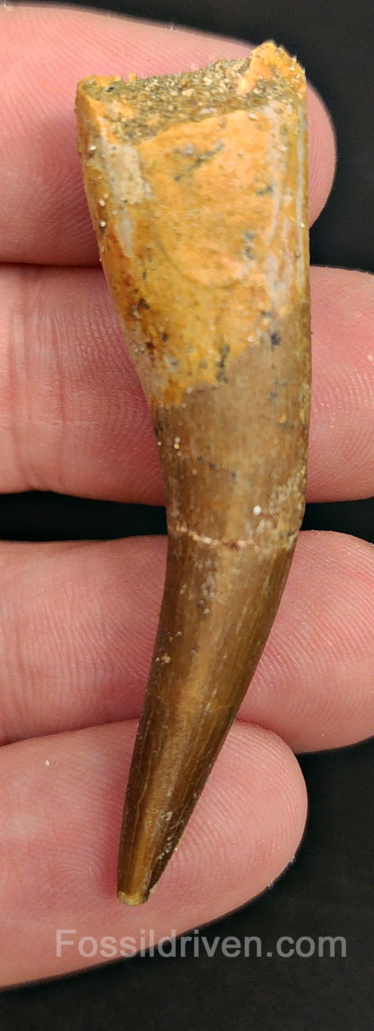 Authentic, 2.18" Plesiosaur Tooth - Morocco