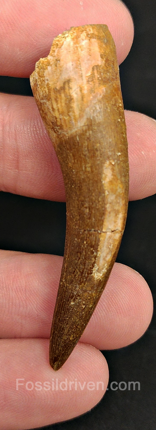 Authentic, 2.24" Plesiosaur Tooth - Morocco