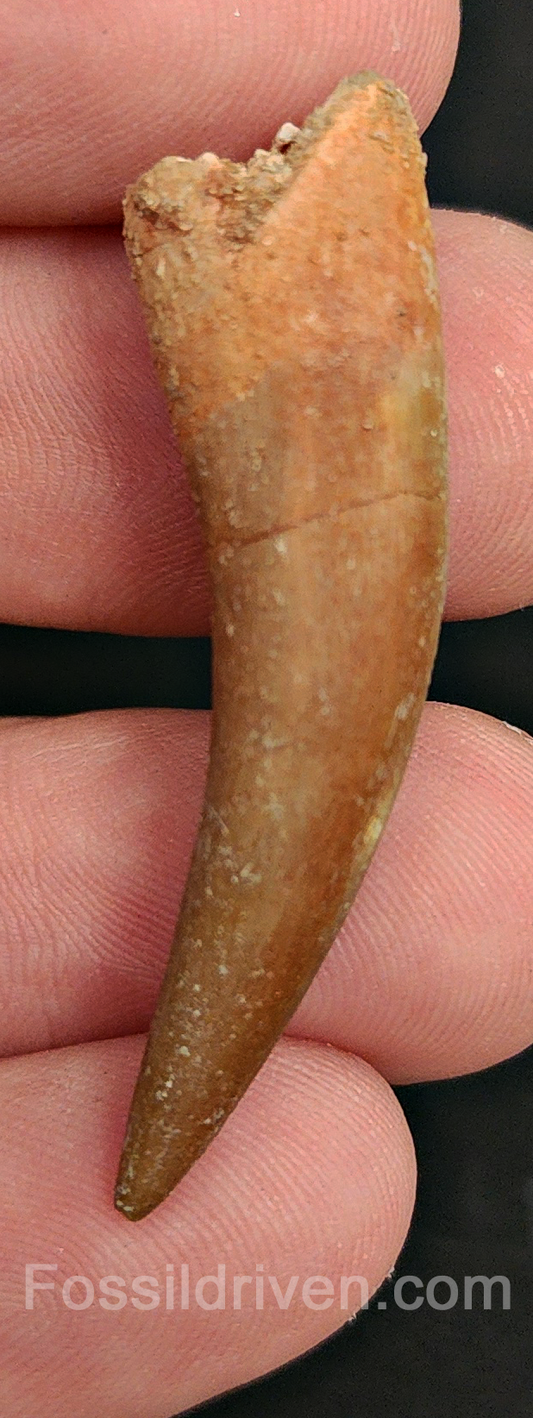 Authentic, 1.71" Plesiosaur Tooth - Morocco