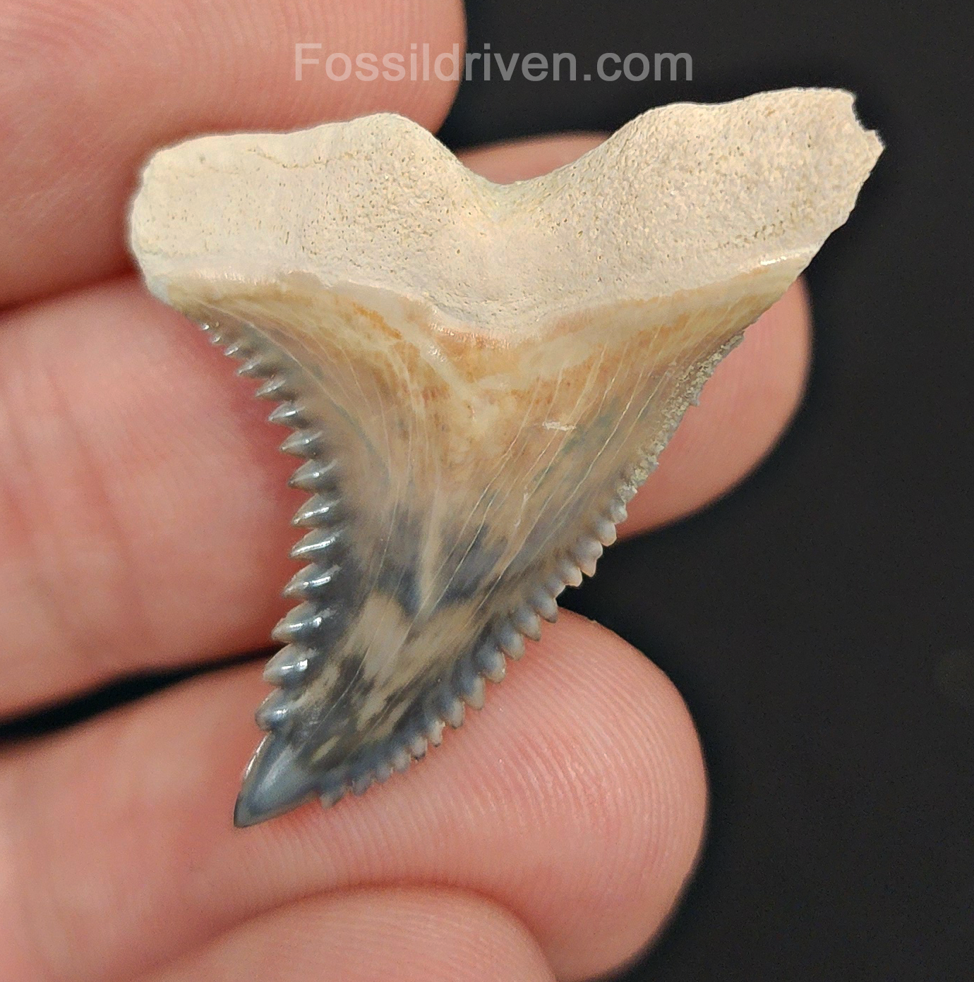 Gorgeous, 1.33" Fossil Hemipristis Tooth - Bone Valley, Florida