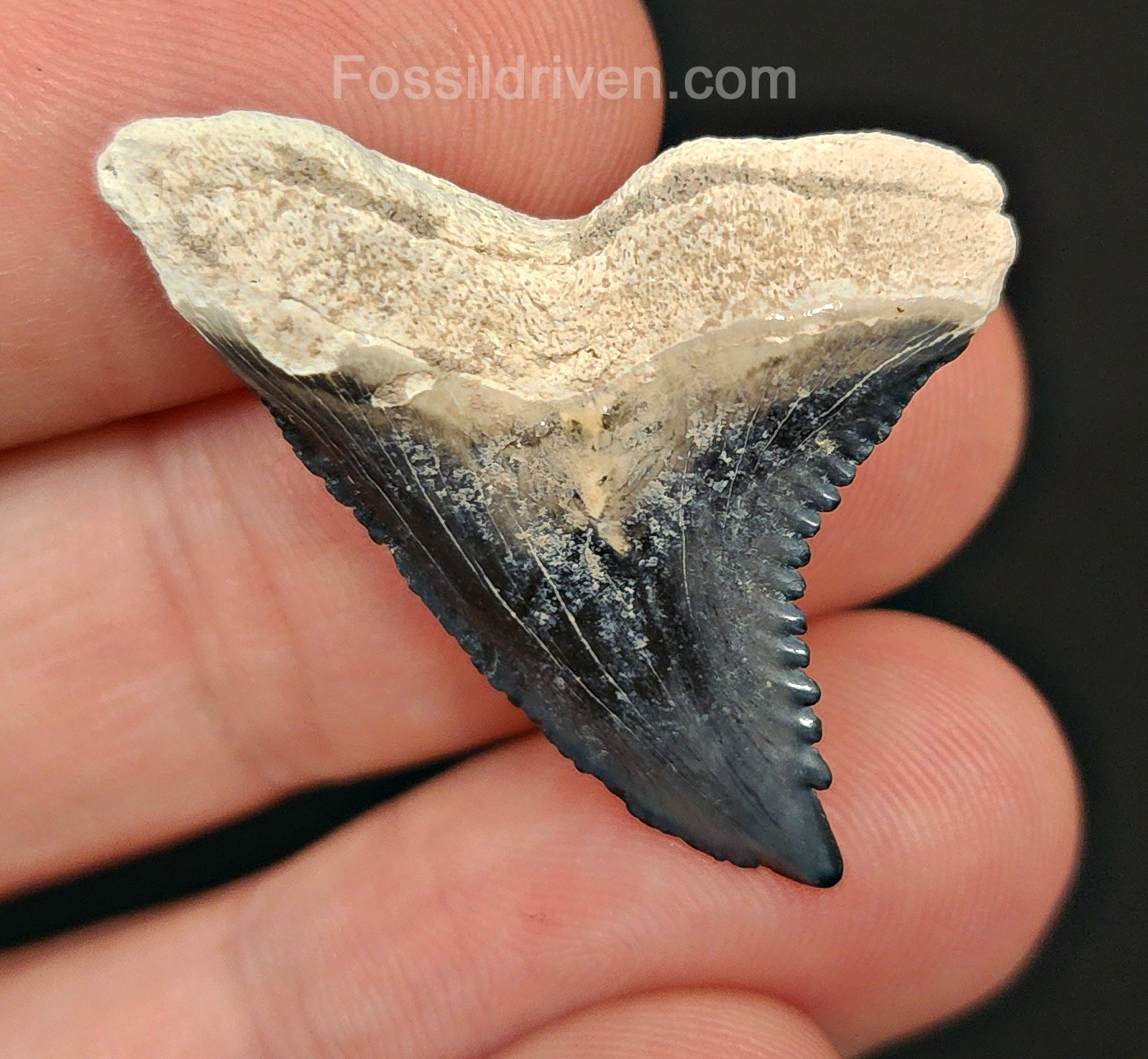 Authentic, 1.36" Fossil Hemipristis Tooth - Bone Valley, Florida