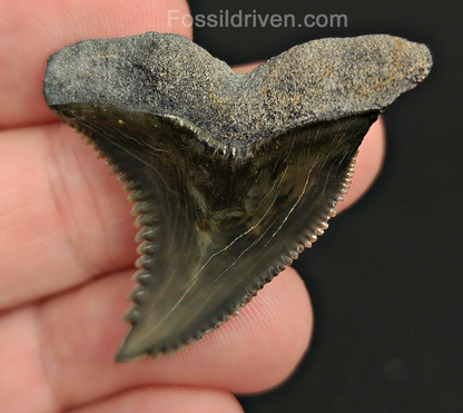 High Quality, 1.58" Fossil Hemipristis Tooth - Bone Valley, Florida