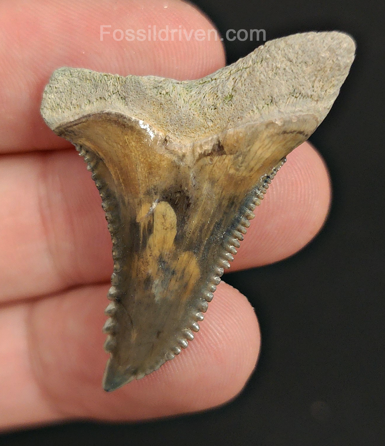 Authentic, 1.66" Fossil Hemipristis Tooth - Bone Valley, Florida
