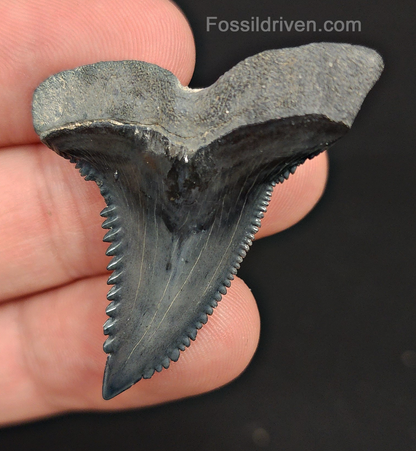 High Quality, 1.73" Fossil Hemipristis Tooth - Bone Valley, Florida