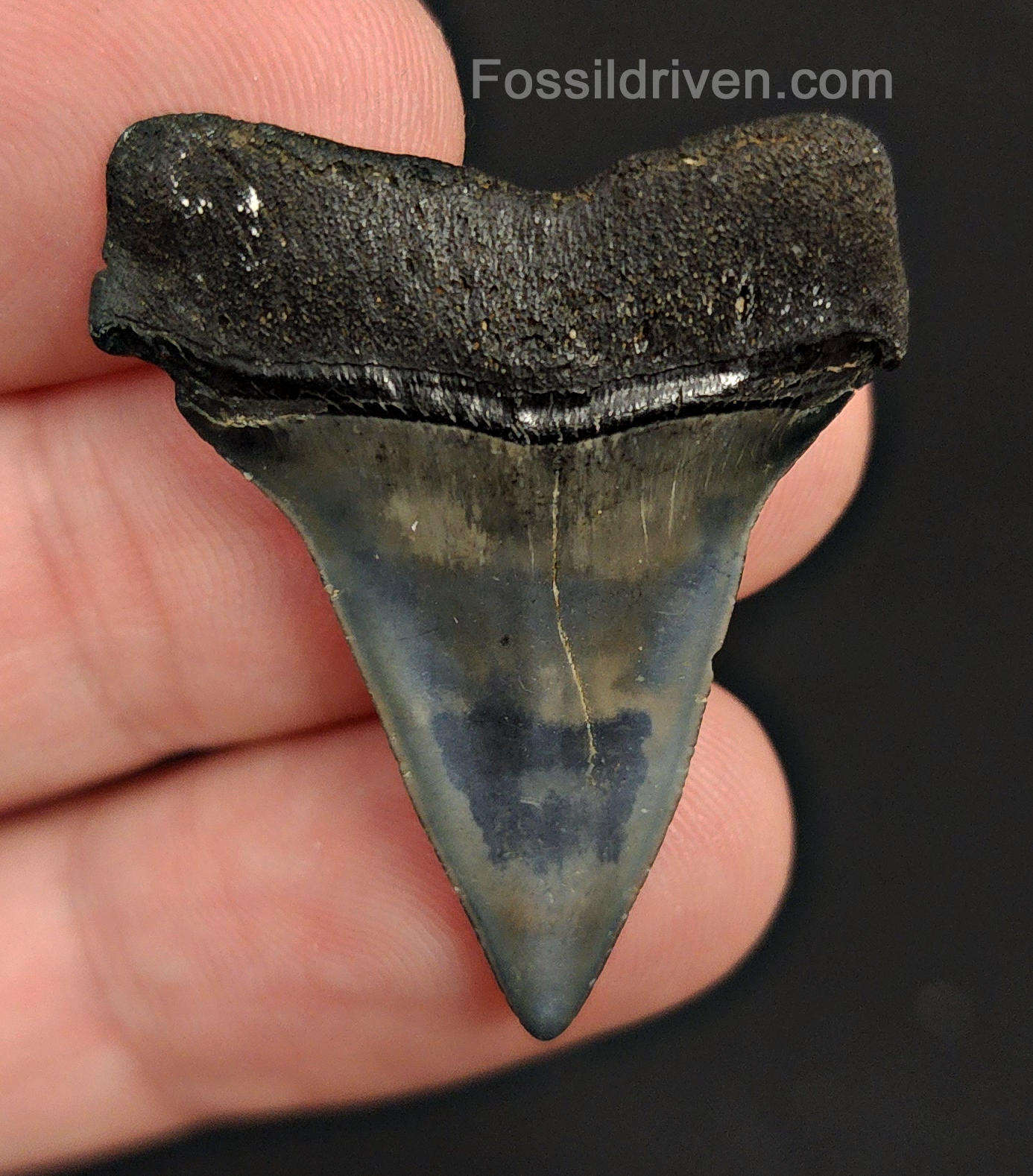 Authentic, 1.42" Fossil Mako Tooth - Venice, Florida - Fossil Driven