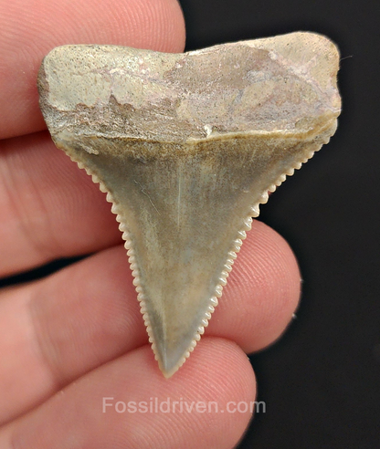 Repaired 1.41" Fossil Great White Tooth - Peru