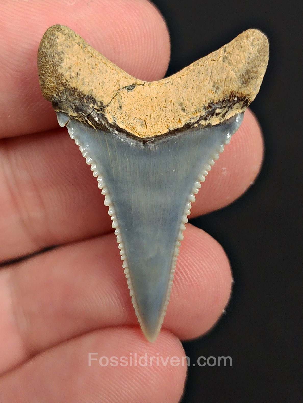 Repaired 1.47" Fossil Great White Tooth - Peru