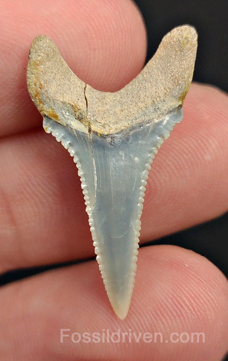 Repaired 1.19" Fossil Great White Tooth - Peru