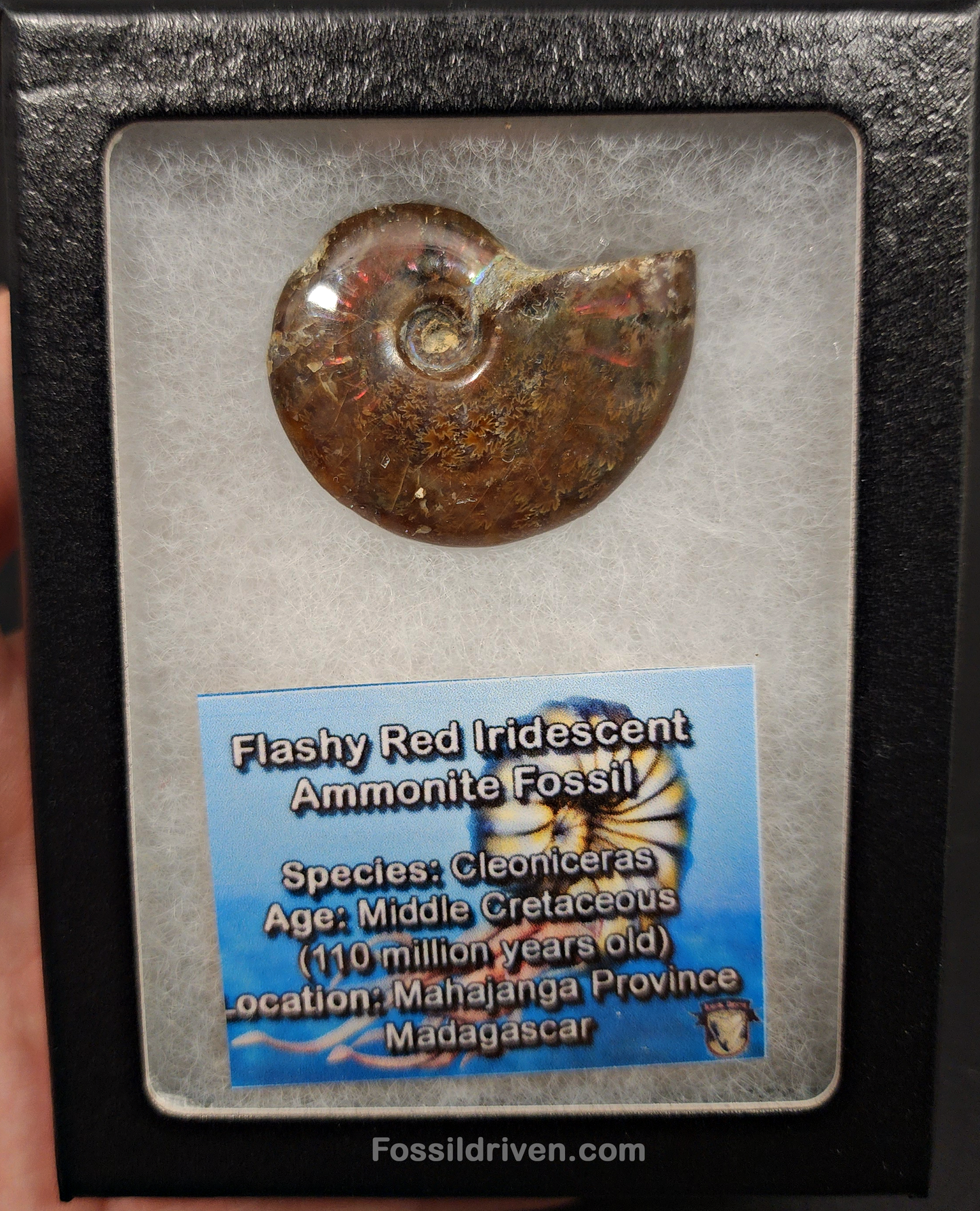 1.55" Red Flashy Iridescent Ammonite Fossil - Madagascar