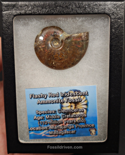 1.55" Red Flashy Iridescent Ammonite Fossil - Madagascar