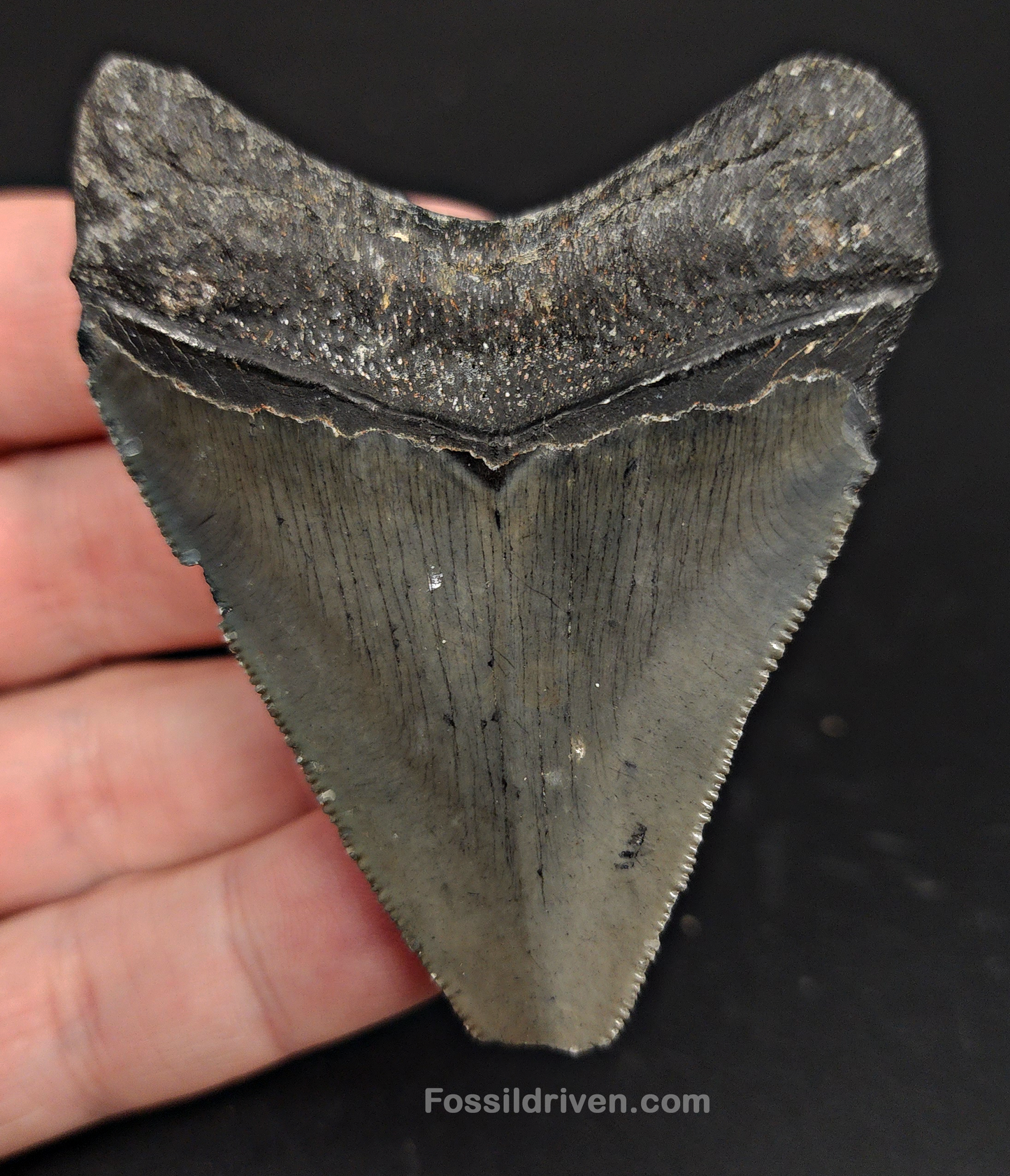 2.77" Fossil Megalodon Tooth – Authentic Fossil from Venice, Florida