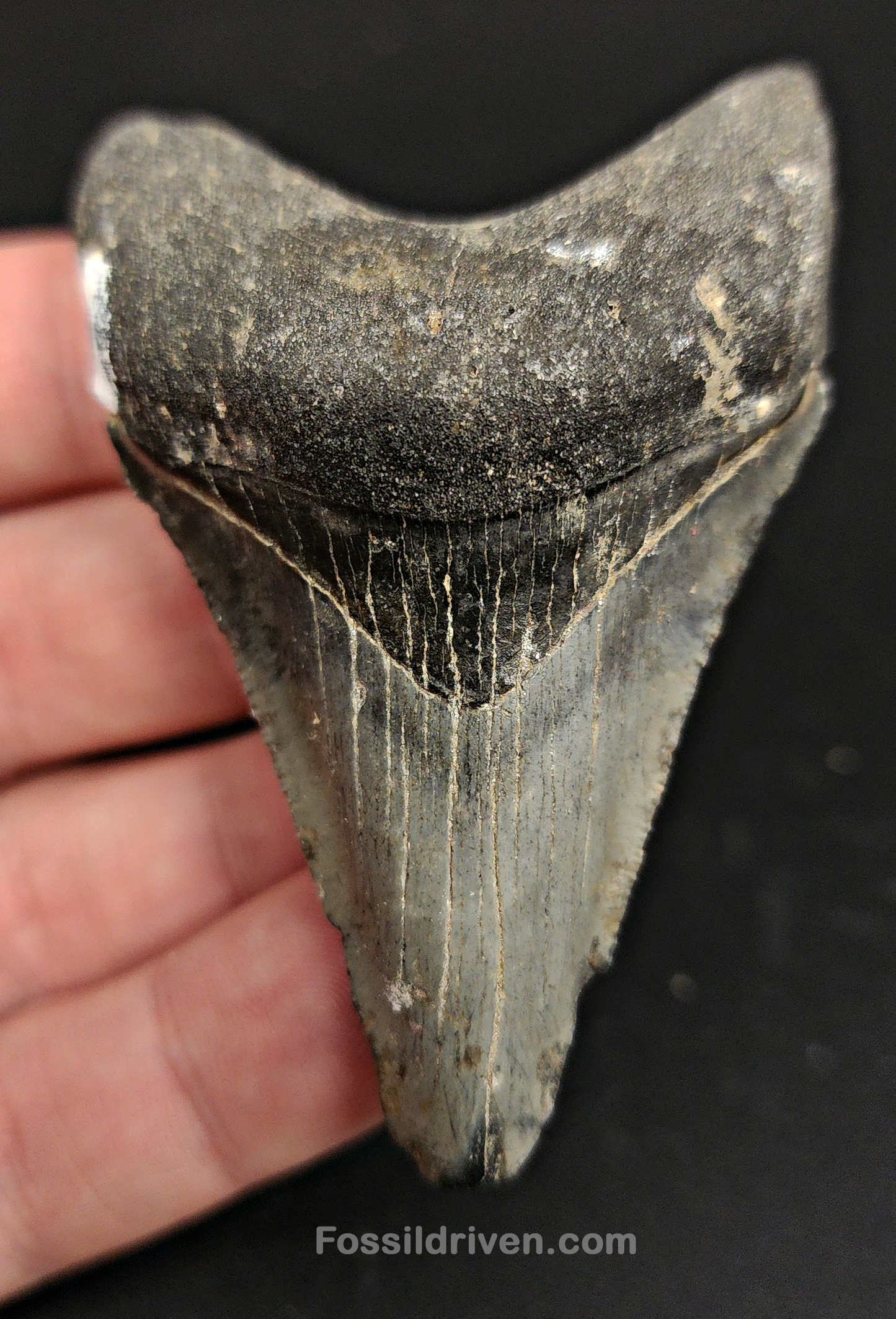 2.73" Fossil Megalodon Tooth – Authentic Fossil from Venice, Florida