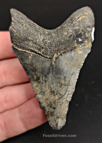 2.73" Fossil Megalodon Tooth – Authentic Fossil from Venice, Florida