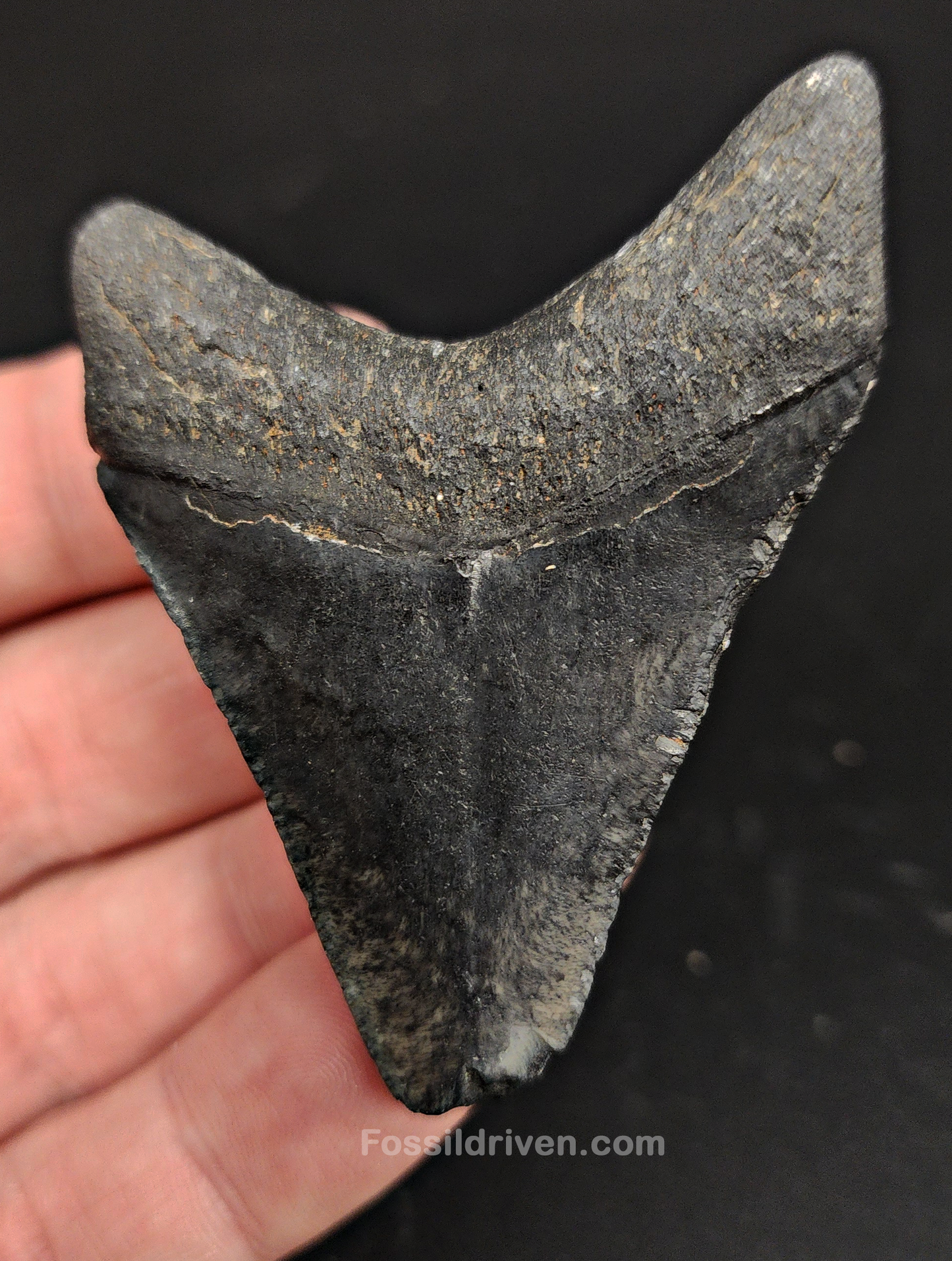 2.56" Fossil Megalodon Tooth – Authentic Fossil from Venice, Florida