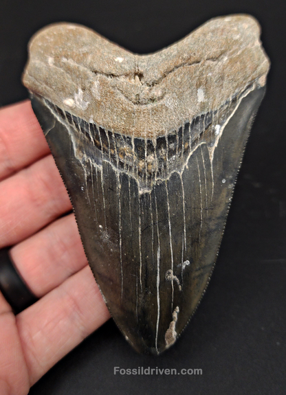 Authentic, 4.09" Fossil Megalodon Tooth - Venice, Florida