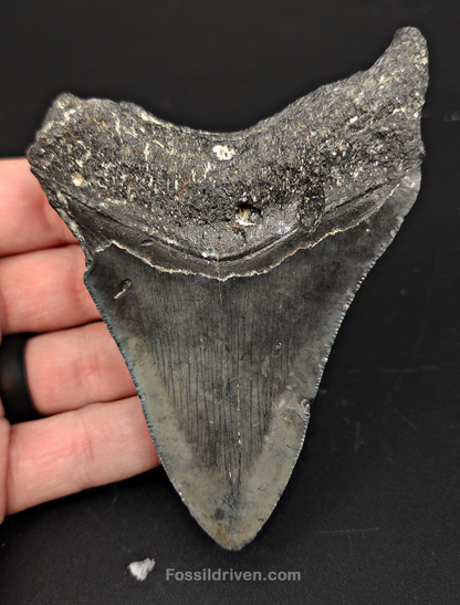 Authentic, 4.10" Fossil Megalodon Tooth - Venice, Florida