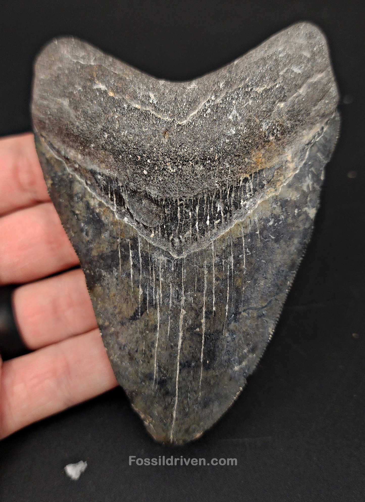 Authentic, 4.42" Fossil Megalodon Tooth - Venice, Florida