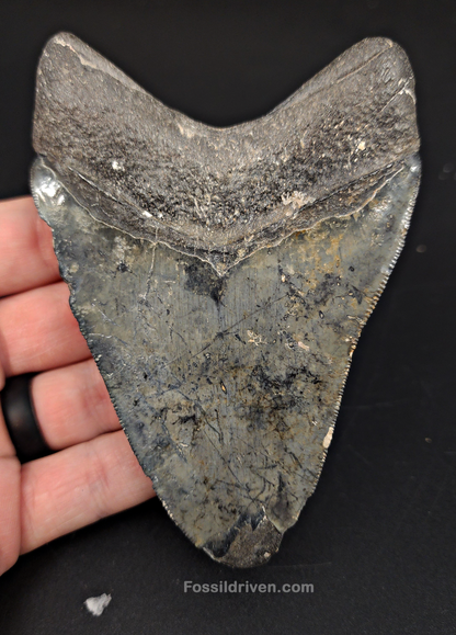 Authentic, 4.42" Fossil Megalodon Tooth - Venice, Florida