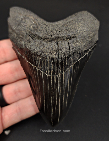 Authentic, 4.18" Fossil Megalodon Tooth - South Carolina