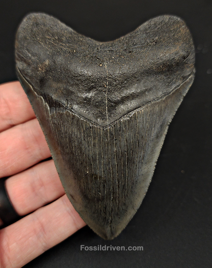 Authentic, 4.06" Fossil Megalodon Tooth - South Carolina