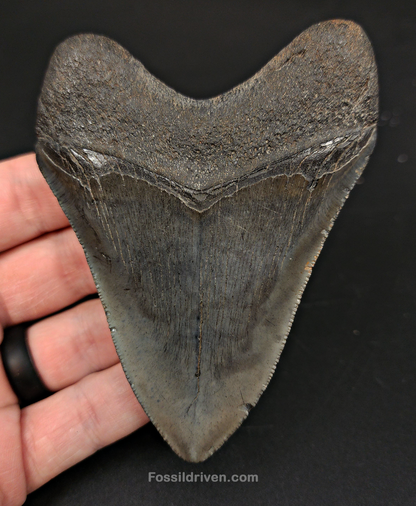 Authentic, 4.06" Fossil Megalodon Tooth - South Carolina