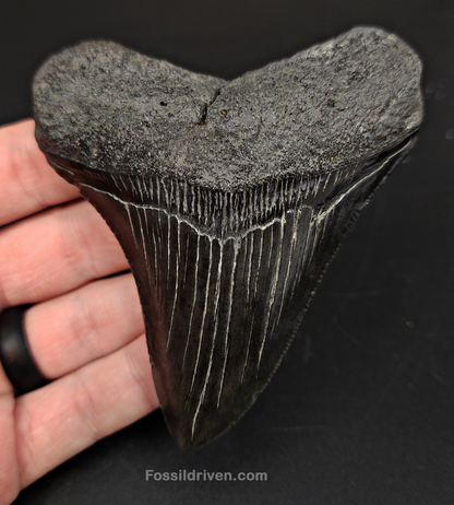 Authentic, 4.00" Fossil Megalodon Tooth - South Carolina