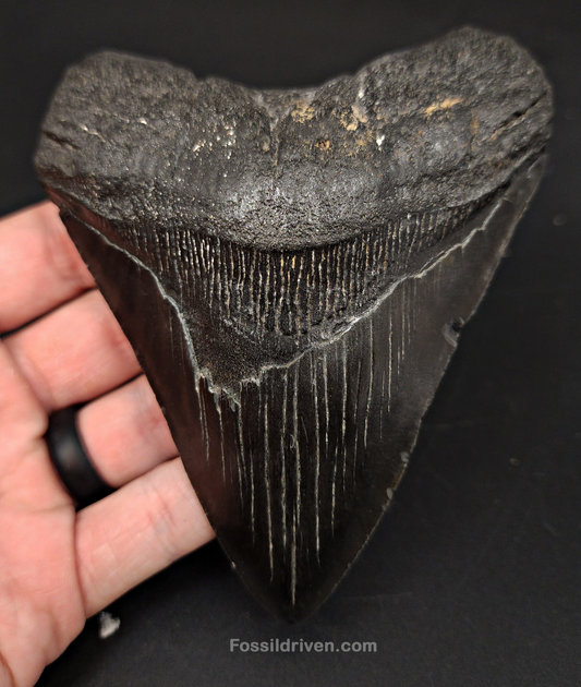 Authentic, 4.87" Fossil Megalodon Tooth - South Carolina