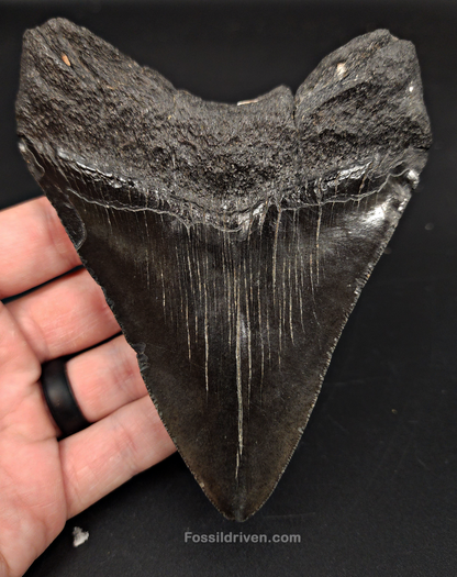 Authentic, 4.87" Fossil Megalodon Tooth - South Carolina