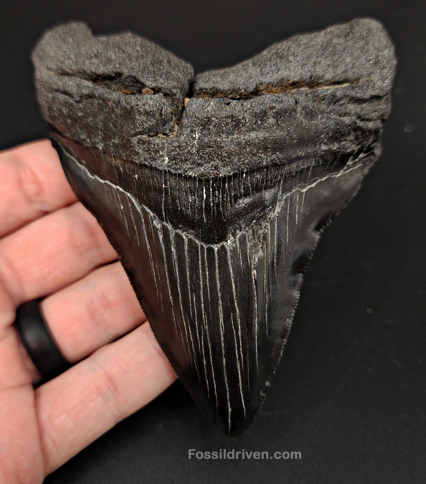 Authentic, 4.53" Fossil Megalodon Tooth - South Carolina