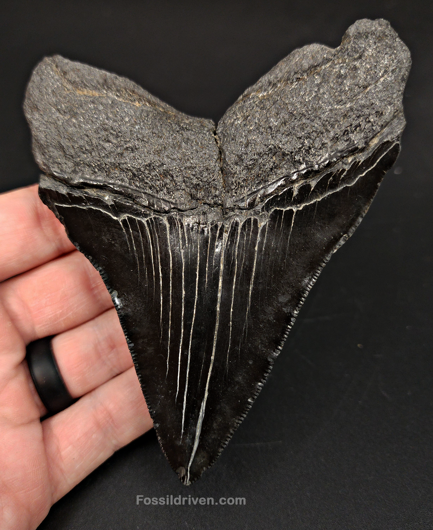 Authentic, 4.53" Fossil Megalodon Tooth - South Carolina