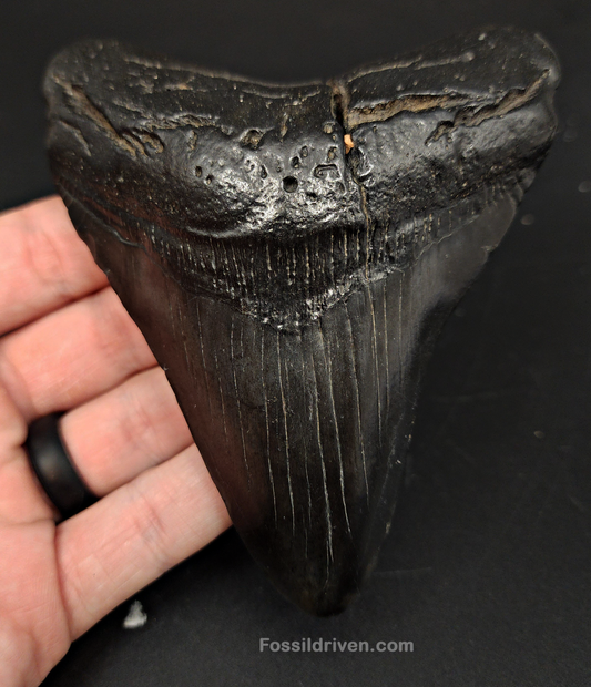 Authentic, 4.59" Fossil Megalodon Tooth - South Carolina