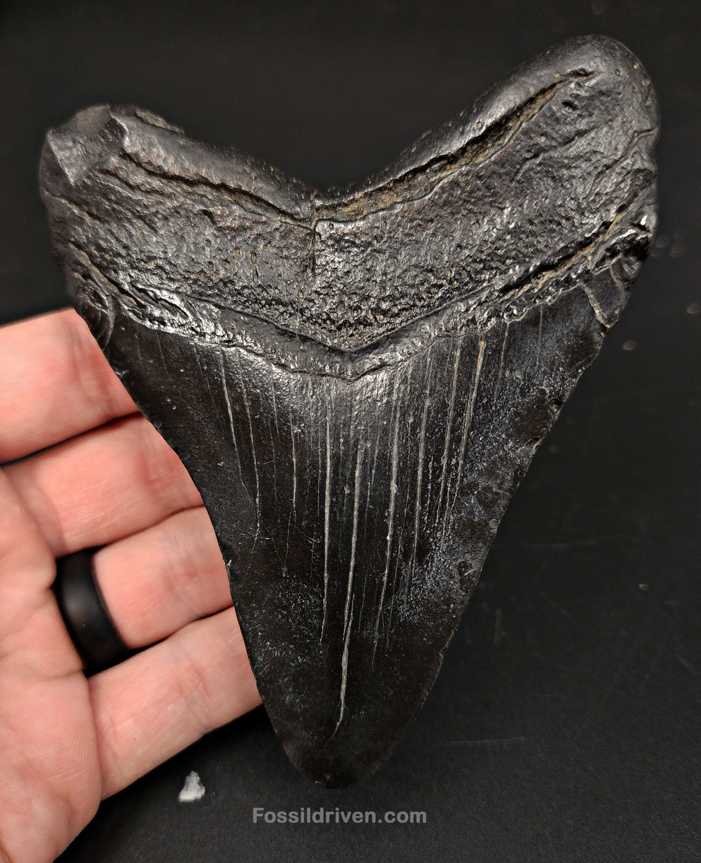 Authentic, 4.59" Fossil Megalodon Tooth - South Carolina