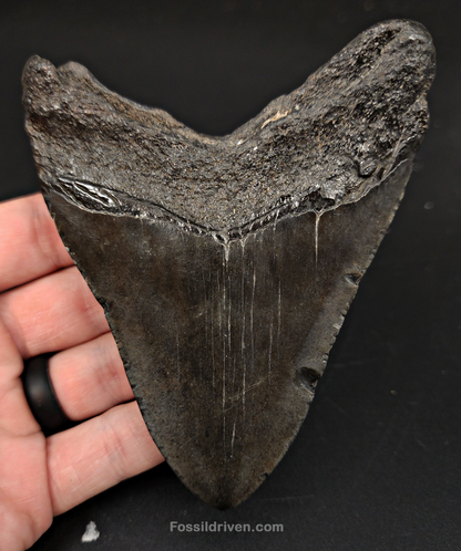 Authentic, 4.44" Fossil Megalodon Tooth - South Carolina