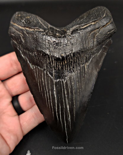 Authentic, 5.12" Fossil Megalodon Tooth - South Carolina