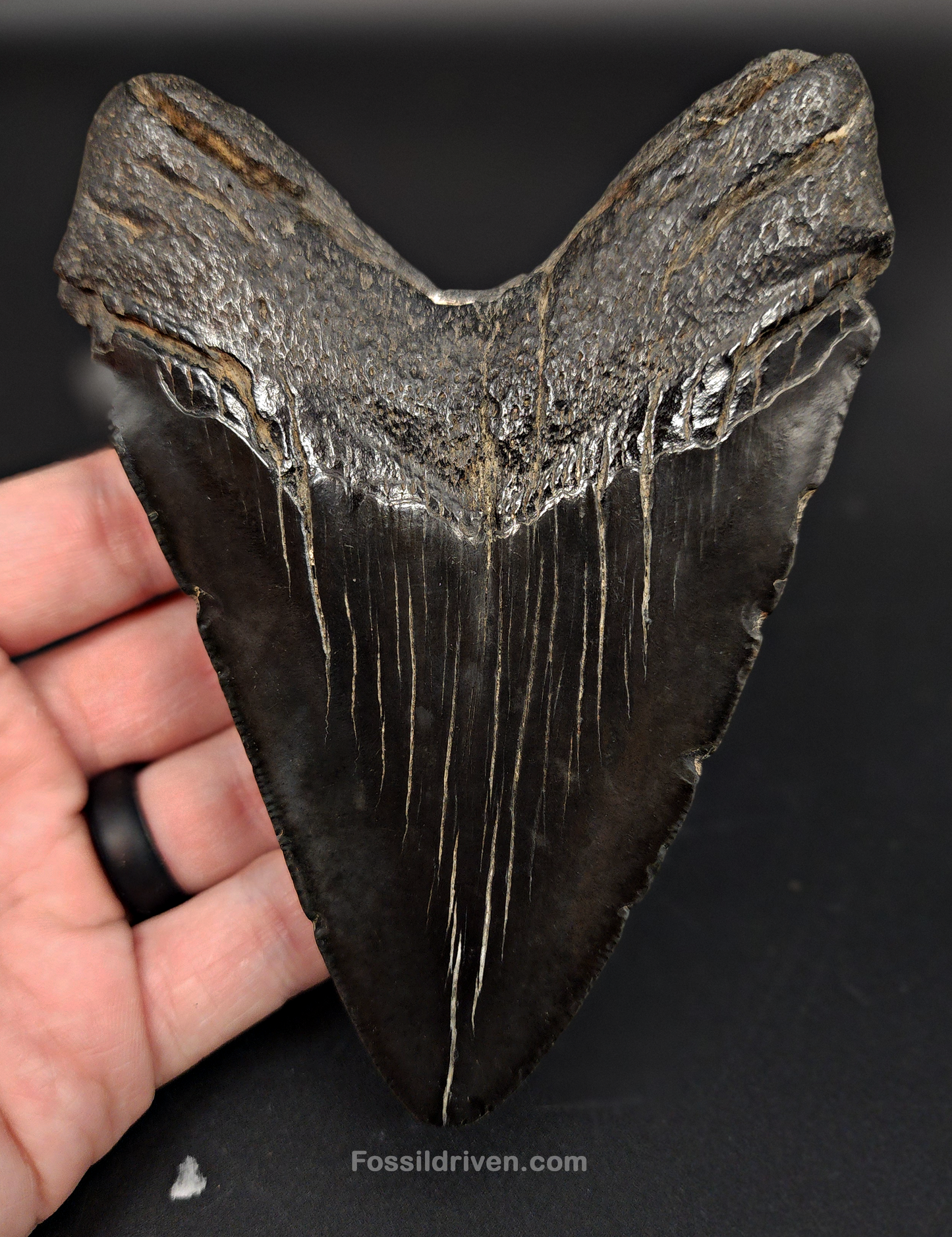 Authentic, 5.12" Fossil Megalodon Tooth - South Carolina