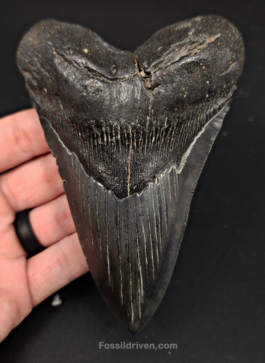 Authentic, 5.27" Fossil Megalodon Tooth - South Carolina