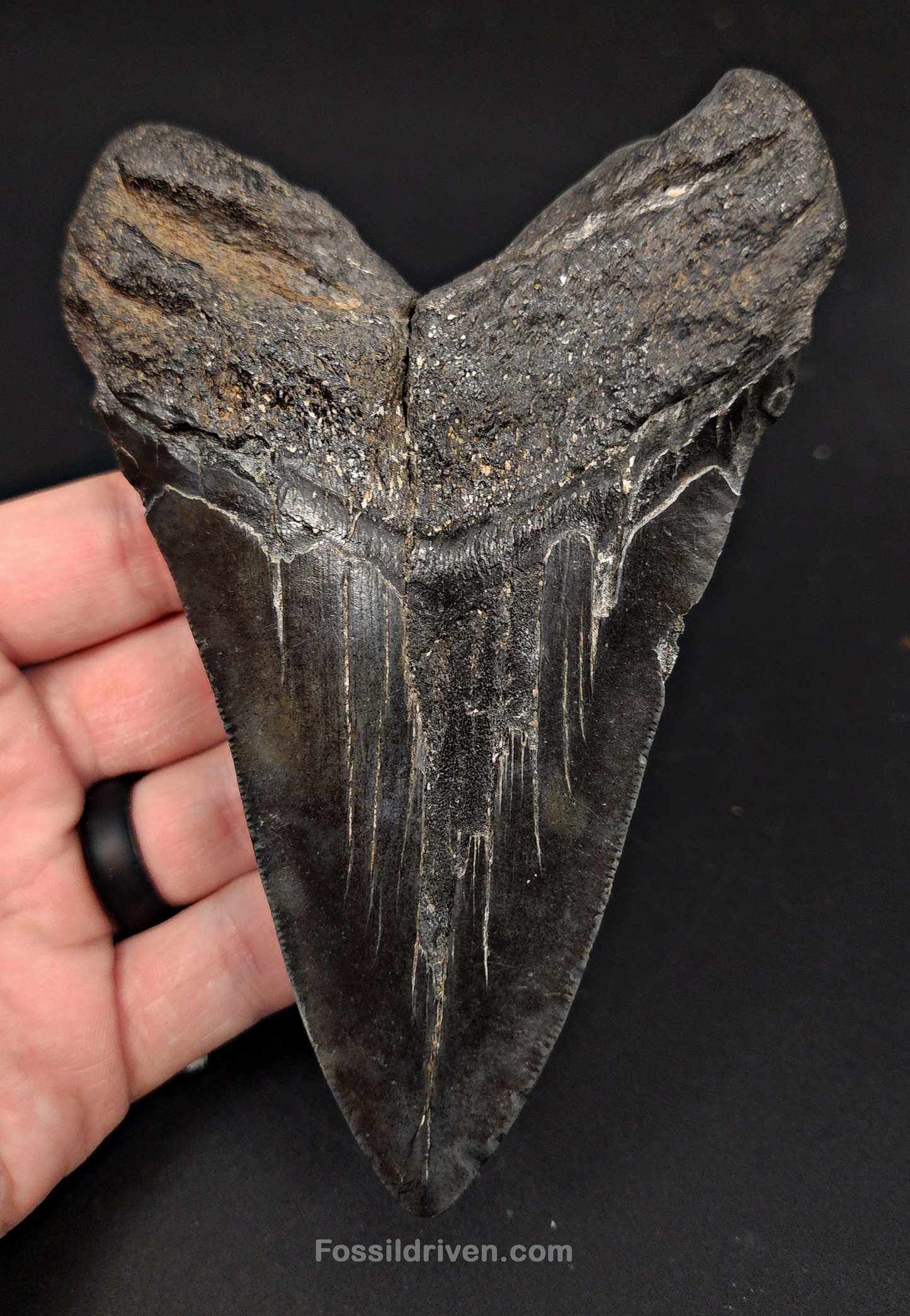 Authentic, 5.27" Fossil Megalodon Tooth - South Carolina